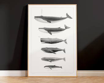 Whales Vintage Illustration Art Print