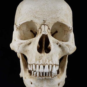 Puede incluir: Un cráneo humano detallado, de color blanquecino, sobre un fondo negro. El cráneo presenta cuencas de los ojos, cavidad nasal y dientes. La estructura ósea muestra desgaste y textura naturales, proporcionando una apariencia realista. La imagen está bien iluminada, resaltando las características del cráneo.