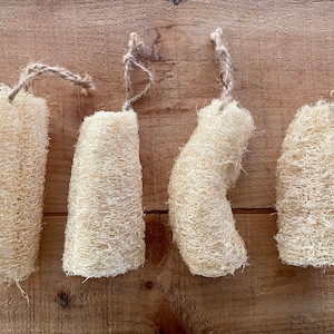 Luffa, 100% organically grown on small family farm. FREE shipping!