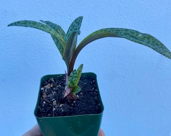 Ledebouria Socialis 'Silber Blaustern'
