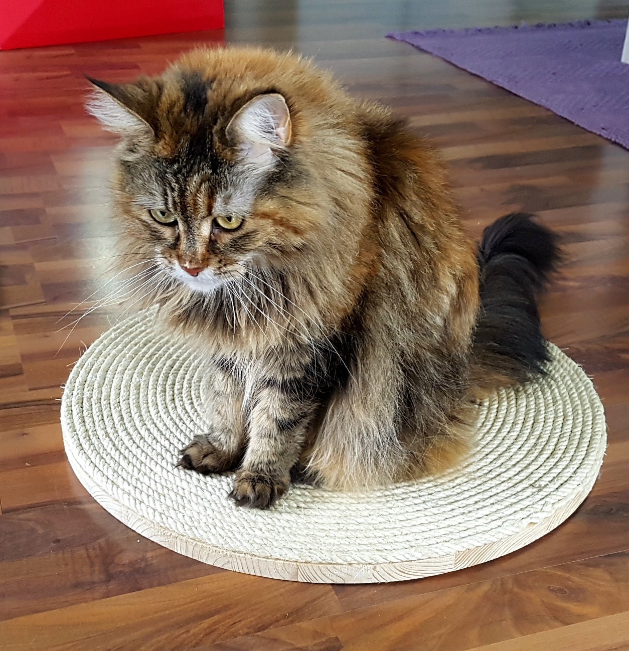 Plaque à Rayures Rondes Pour Chats