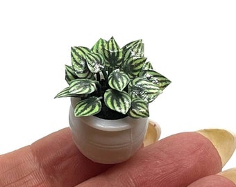 Plante miniature, pastèque Peperomia, faite main, échelle 1:12