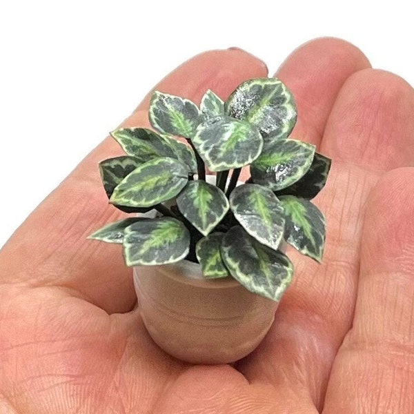 Miniaturpflanze, Calathea-Medaillon, handgemacht, Maßstab 1:12