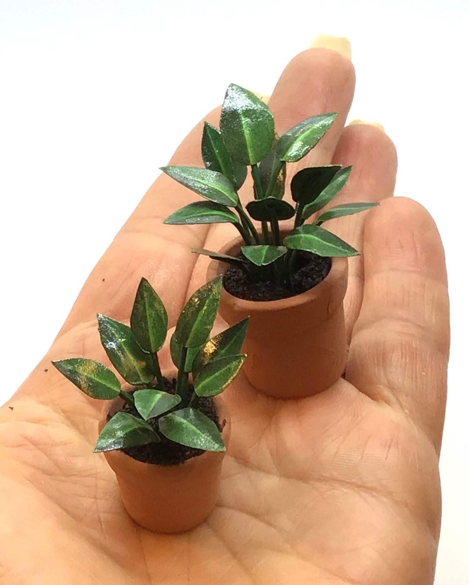 Miniature plant Rubber plant handmade 1/12 scale Etsy