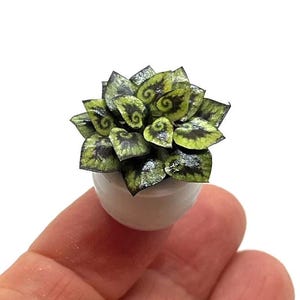 Miniature plant, begonia Escargot, handmade