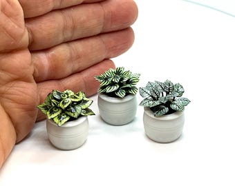 May include: Three miniature potted plants with green and white foliage. The plants are in small, round, white pots. The plants have different leaf patterns and textures. The image is set against a white background.