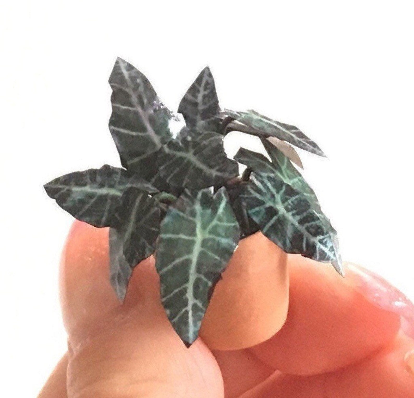 Miniature plant Elephant ears handmade 2 colours 112 Etsy