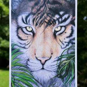 Jungle Tiger