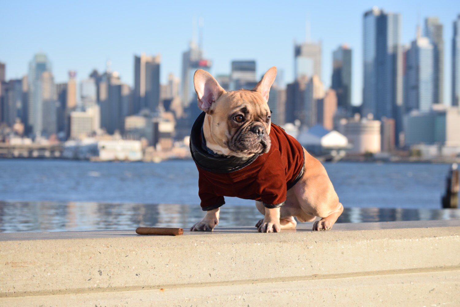 The Dog Smoking Jacket Etsy