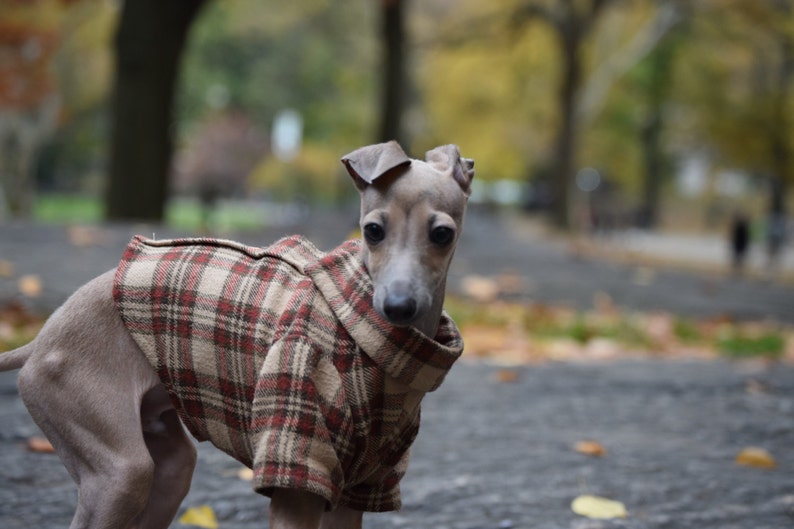 The Classic Button Up Dog Shirt Jacket in Red Plaid Flannel image 3