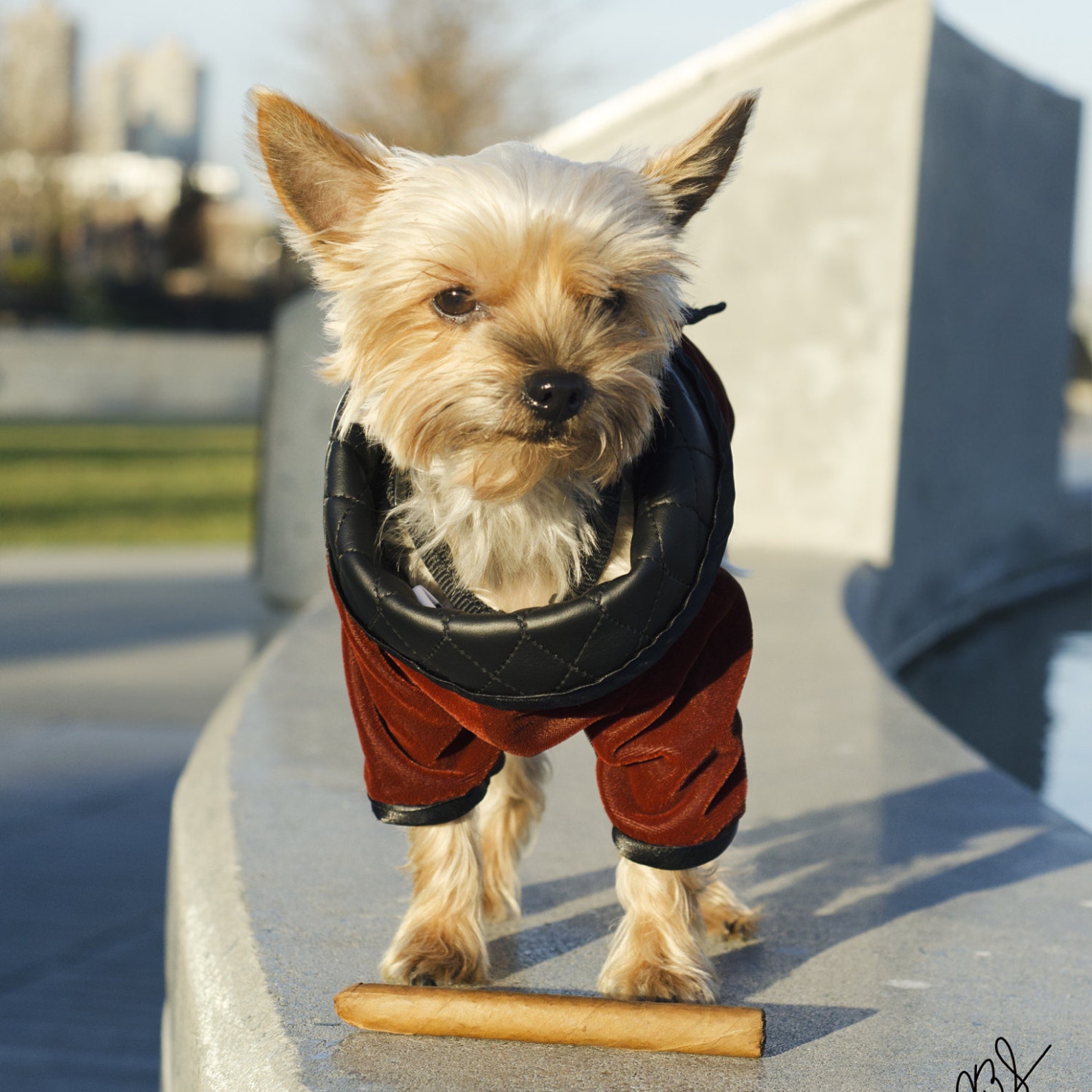 The Dog Smoking Jacket Etsy