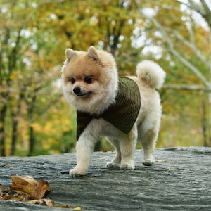 The Buckle Dog Cape in Olive Corduroy