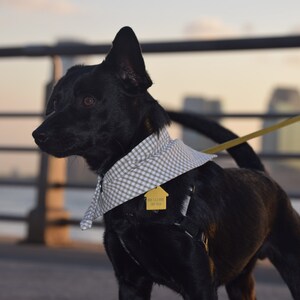 The Snap Dog Bandana in Beige Gingham