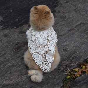 The Crochet Lace Dog Shawl