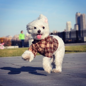 The Classic Button Up Dog Shirt Jacket in Red Plaid Flannel image 1