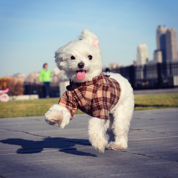 Flannel dog jacket hotsell