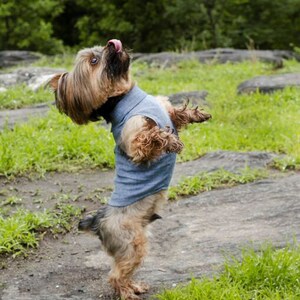 The Classic Sleeveless Dog Shirt in Chambray