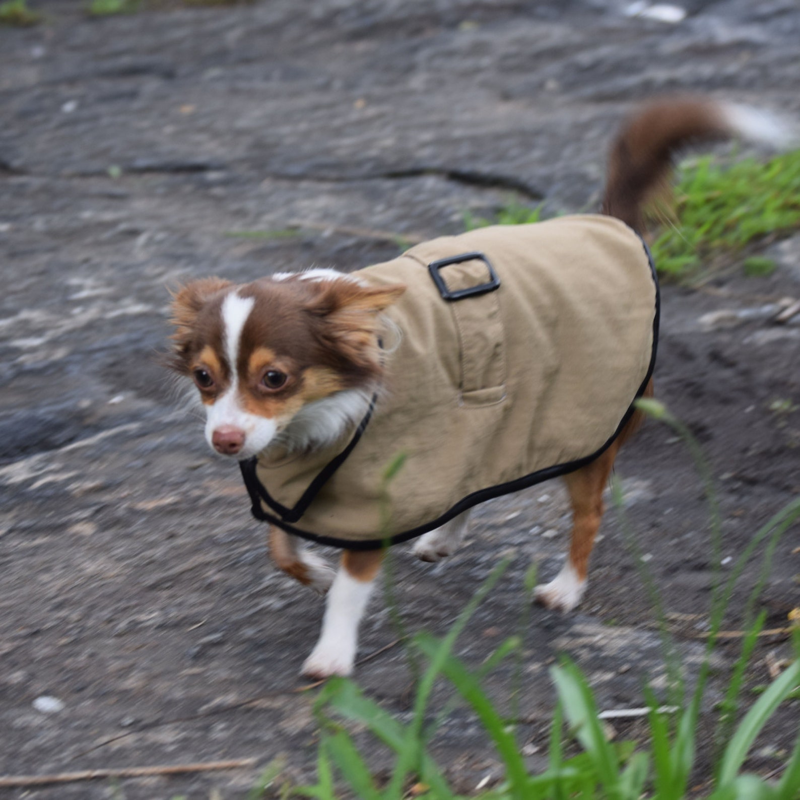 The Dog Trench Coat Etsy