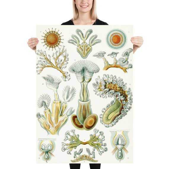 Poster - Wall Art - Home Decor - Ernst Haeckel  Art Forms of Nature Corals - Aesthetic Inspired Fashion Vintage Art Print Gift for Art Lover