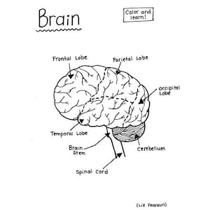 May include: Black and white illustration of a human brain, labeled with parts like the frontal lobe, parietal lobe, and cerebellum. The word "Brain" is at the top, with the text "Color and learn!" in a box. The artist's name is at the bottom.