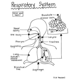 Puede incluir: Un dibujo en blanco y negro del sistema respiratorio humano. El dibujo muestra la cavidad nasal, la cavidad oral, la faringe, la epiglotis, la tráquea, los bronquios, los bronquiolos, los alvéolos y el diafragma. El texto "Color and learn!" está escrito en la parte superior del dibujo.