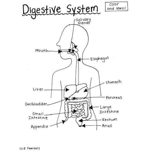 Página para colorear del sistema digestivo - Hoja de trabajo de anatomía para imprimir y dibujar a mano - Aprendizaje de ciencias STEM - Descarga digital