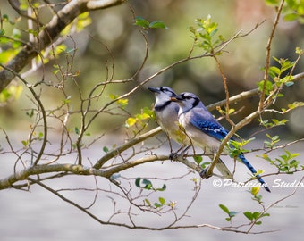 Male Female Blue Jay Etsy Male Female Blue Jay Etsy