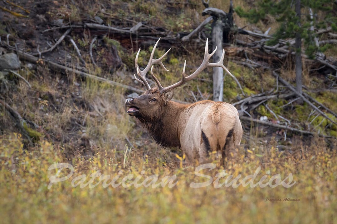 Photograph of a Bull Elk, bugle Boy, Male and the Mating Call Etsy