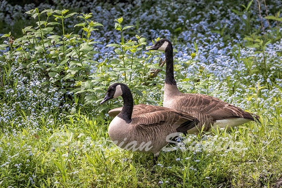 Canada goose uk 50 cheap