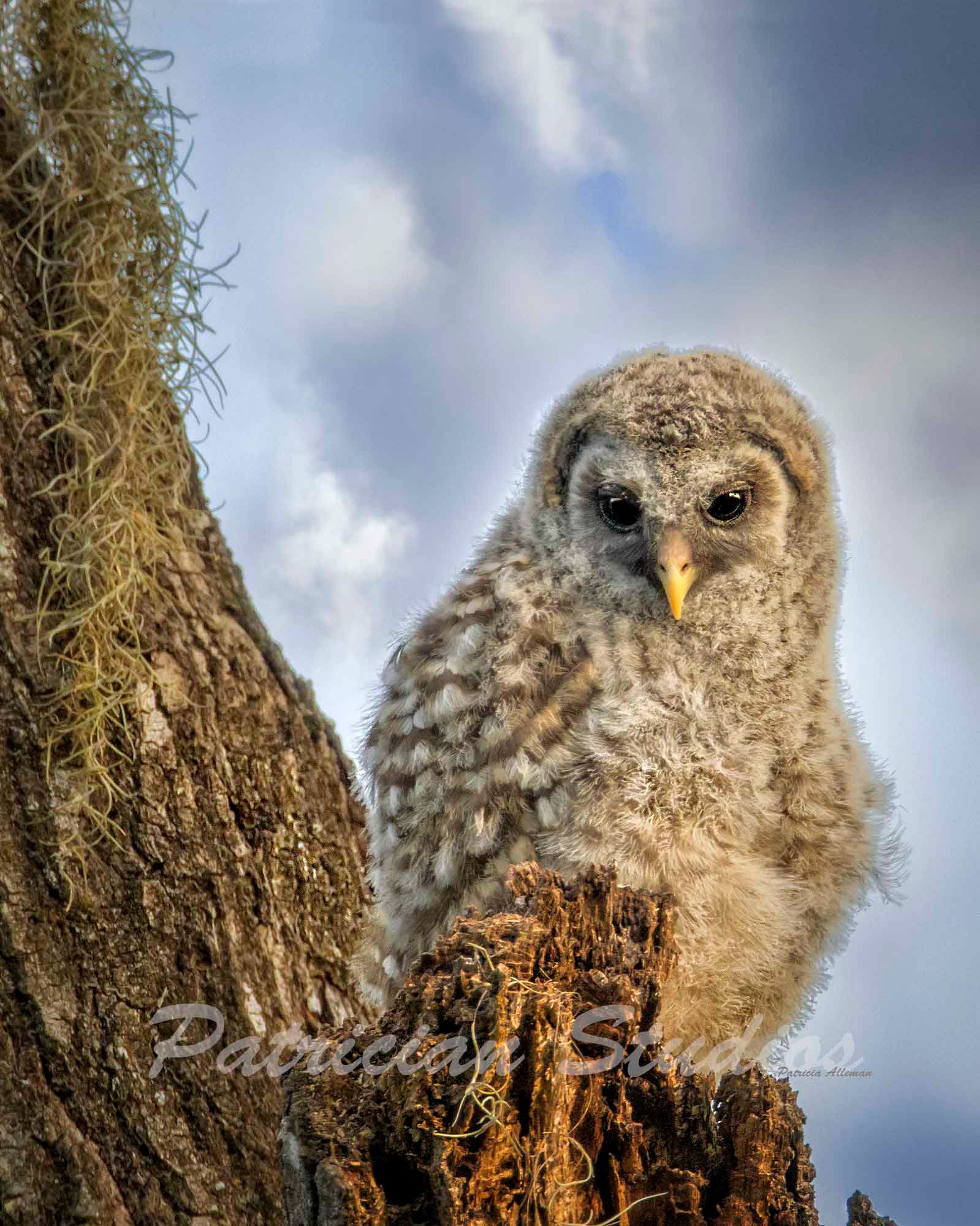 Barred Owl Chick Photograph - Etsy Finland