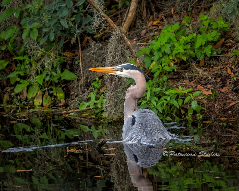 Great Blue Heron Swimming