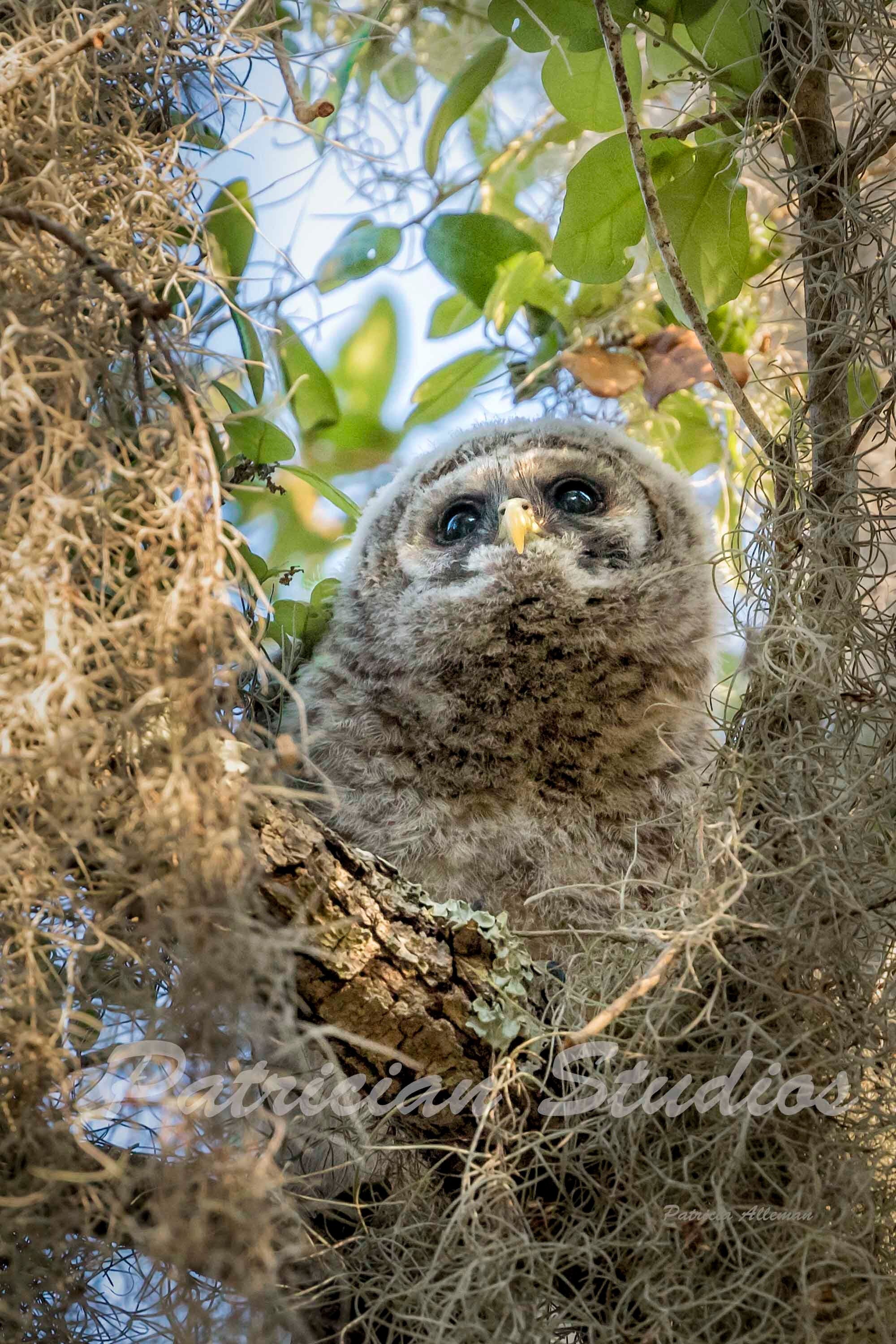 Barred Owl Chick Photograph - Etsy