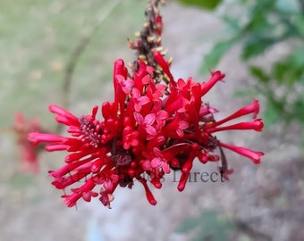 1 Red Firespike a live starter plant has roots butterflies plant Semi-Tropical Plant Shade Perennial Shrub Attracts Butterflies Red Flowers