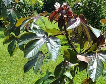 1 Rare Carnivorous  Jatropha Gossypifolia Bellyache Bush Live Tropical tree plant well rooted 4'  - 5' tall