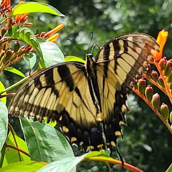 1 Firebush Starter Plant,Yellow Orange Tubular Flowers Attracts Butterflies Hummingbirds Hamelia patens butterfly subtropical 6" to 8" tall