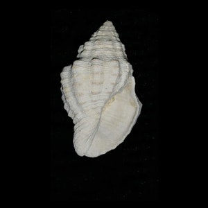 Fossil / Fossilized Buccinidae Gemophos maxwelli Florida sea shell mollusk collectors add to your collection own a piece of the past bgm32 image 1