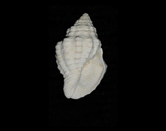 May include: A white seashell with a spiral shape and a textured surface.