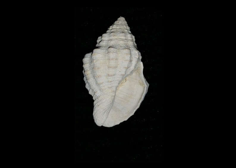 Fossil / Fossilized Buccinidae Gemophos maxwelli Florida sea shell mollusk collectors add to your collection own a piece of the past bgm32 image 1