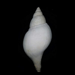 May include: A white seashell with a pointed tip and a smooth, rounded body.