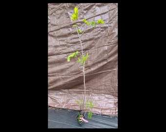 May include: A small, green tree sapling with a thin trunk and delicate leaves. The sapling is potted in a black plastic pot and is sitting on a brown tarp.