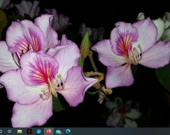 White or Purple Orchid Tree Seedling in a non woven pot ready to plant tree hummingbirds love this trees flowers a humming bird favorite