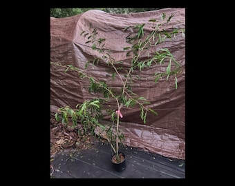 May include: A small, green tree sapling in a black pot with a pink ribbon tied around the trunk. The sapling is growing against a brown tarp background.