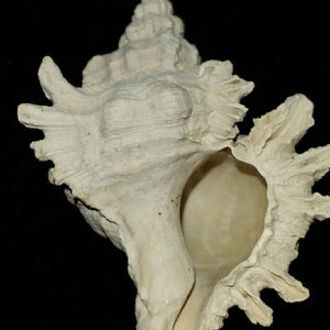 Fossil / Fossilized Florida Muricidae murex sea shell gastropod mollusk collectors add to your collection own a piece of the past mrx51 image 3