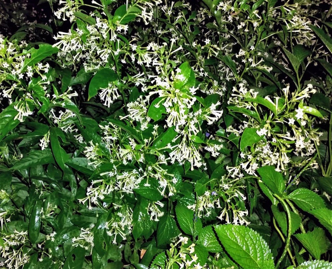 1 Very Fragrant Night Blooming Jasmine Cestrum Nocturnum Jasime