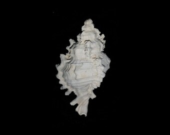 May include: A white seashell with a spiral shape and a textured surface. The shell has a pointed tip and a wide base.
