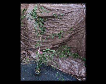 May include: A small green tree sapling in a black pot, with a pink tag tied to the trunk. The tree is growing against a brown tarp background.