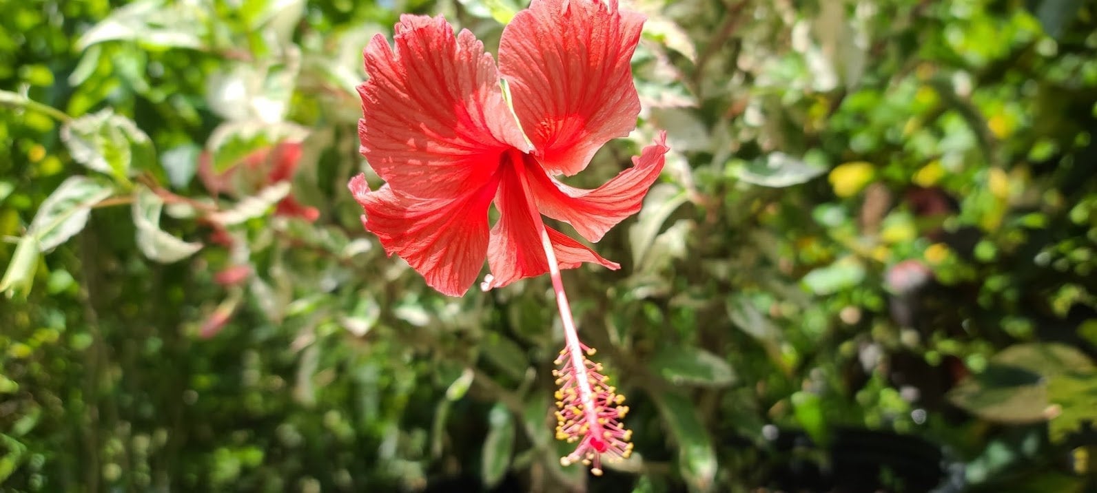 Buy Hibiscus, Gudhal Flower (Red) - Plant online from Nurserylive