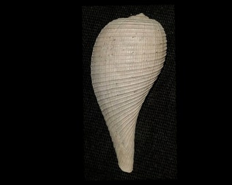 Fossilized / Fossil Florida Ficus fossil sea shell fragile thin shelled quality gastropod shell ficus shell invertebrates syn98