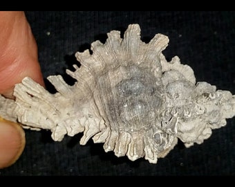 Fossilized / Fossil Muricidae murex Florida fossil sea shell great quality gastropod shell murex shell invertebrates vsm38