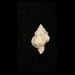 see more listings in the Florida Fossil Shells section